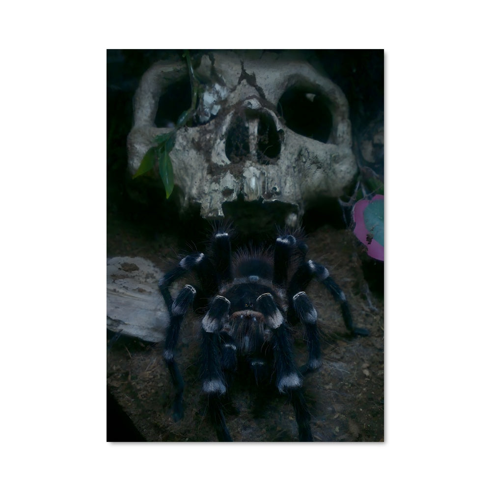 Poster Tarantula 84471