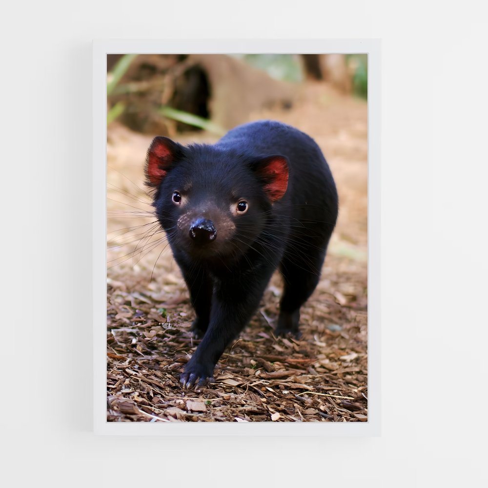 ap-tasmanian devil-2 cadre Blanc