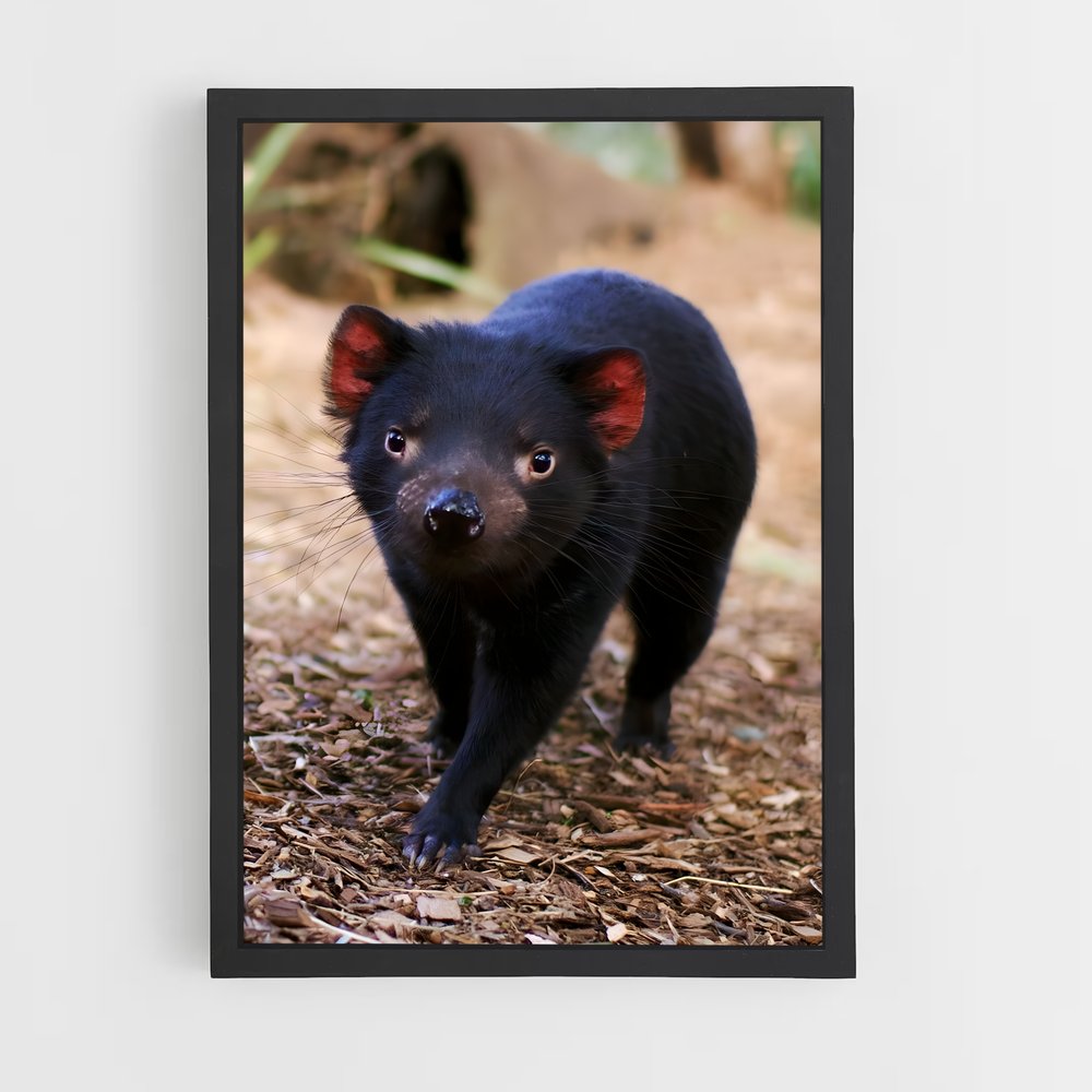 ap-tasmanian devil-2 cadre Noir
