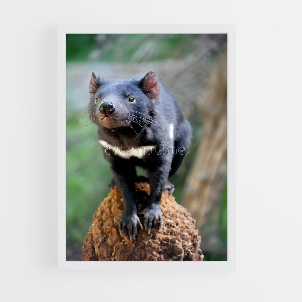 ap-tasmanian devil-3 cadre Blanc