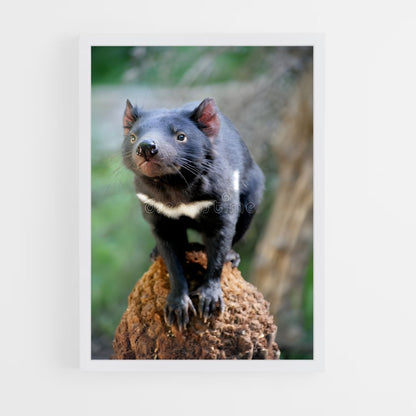 ap-tasmanian devil-3 cadre Blanc