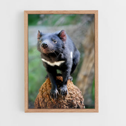 ap-tasmanian devil-3 cadre Bois clair