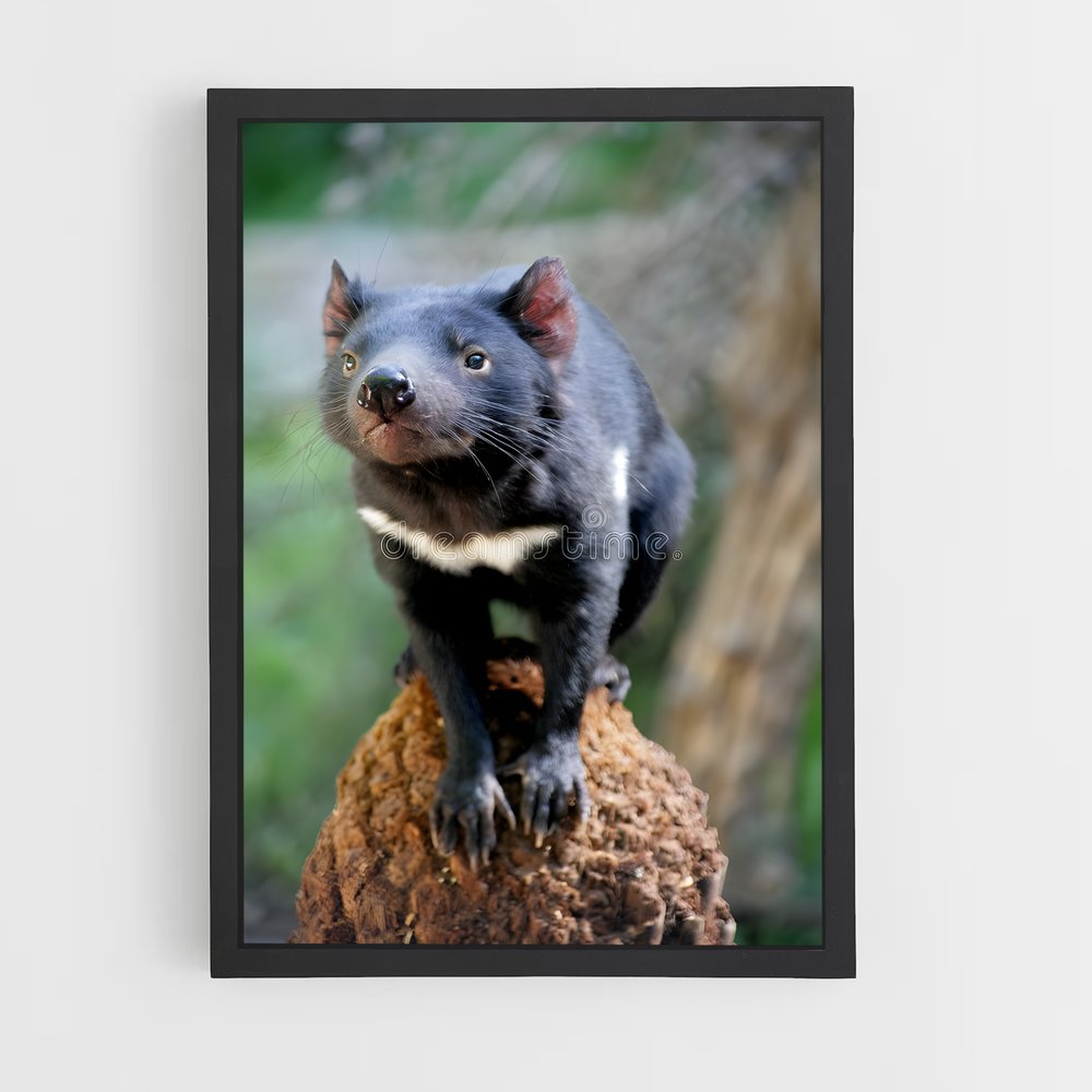 ap-tasmanian devil-3 cadre Noir