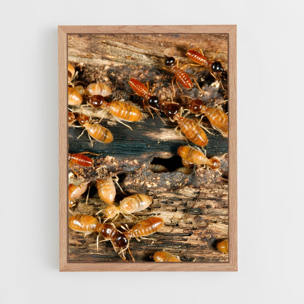 ap-termite-2 cadre Bois clair