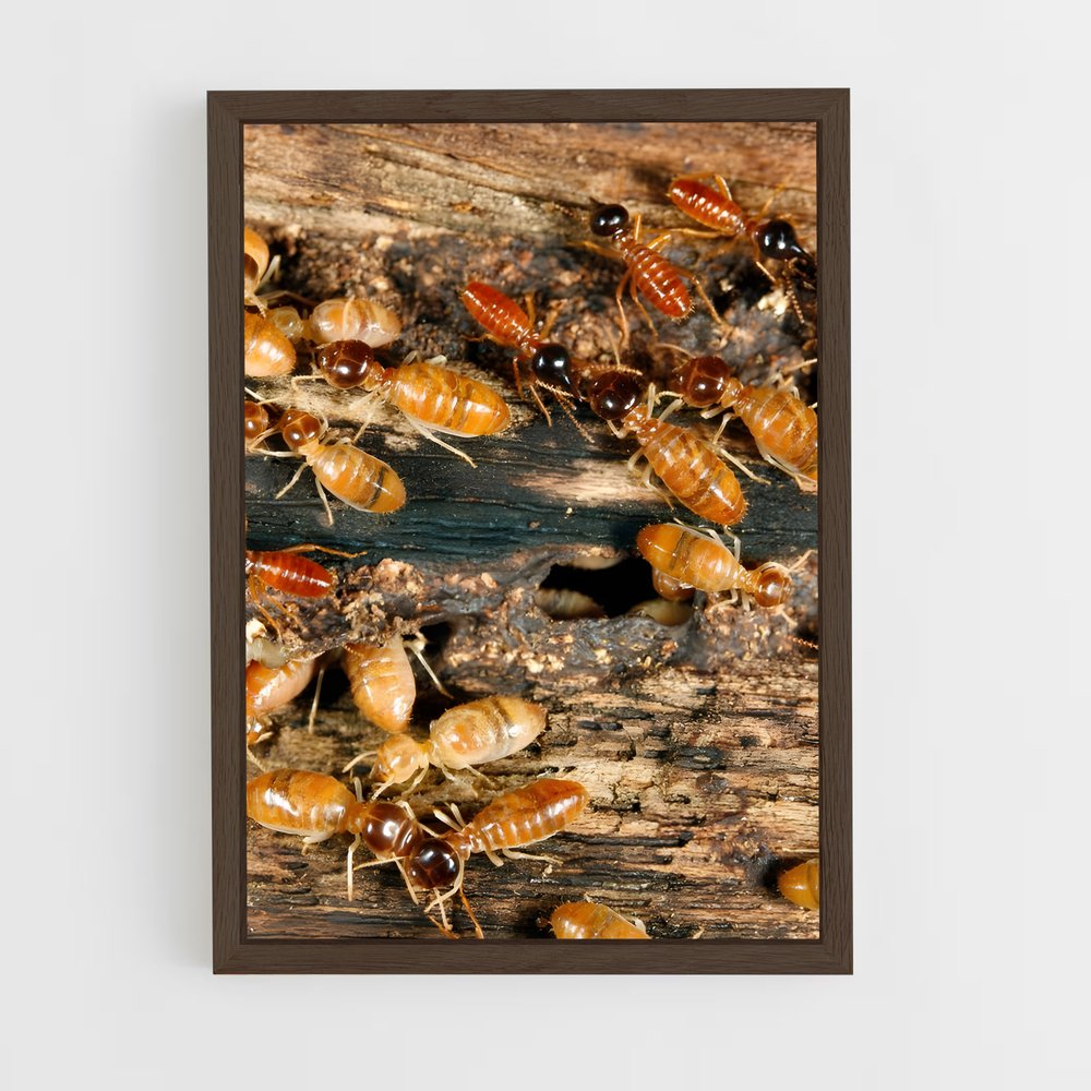 ap-termite-2 cadre Bois foncé