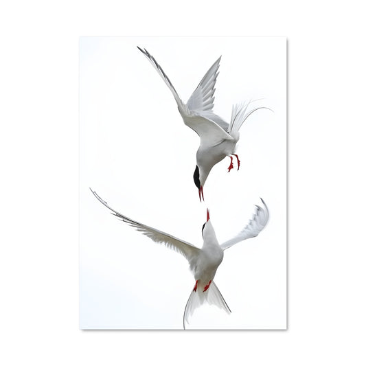 Poster L'Envol des Alizés