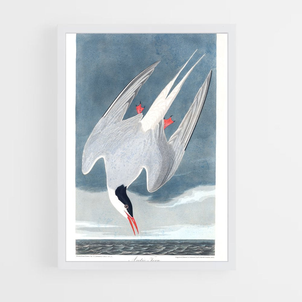 ap-tern-6 cadre Blanc