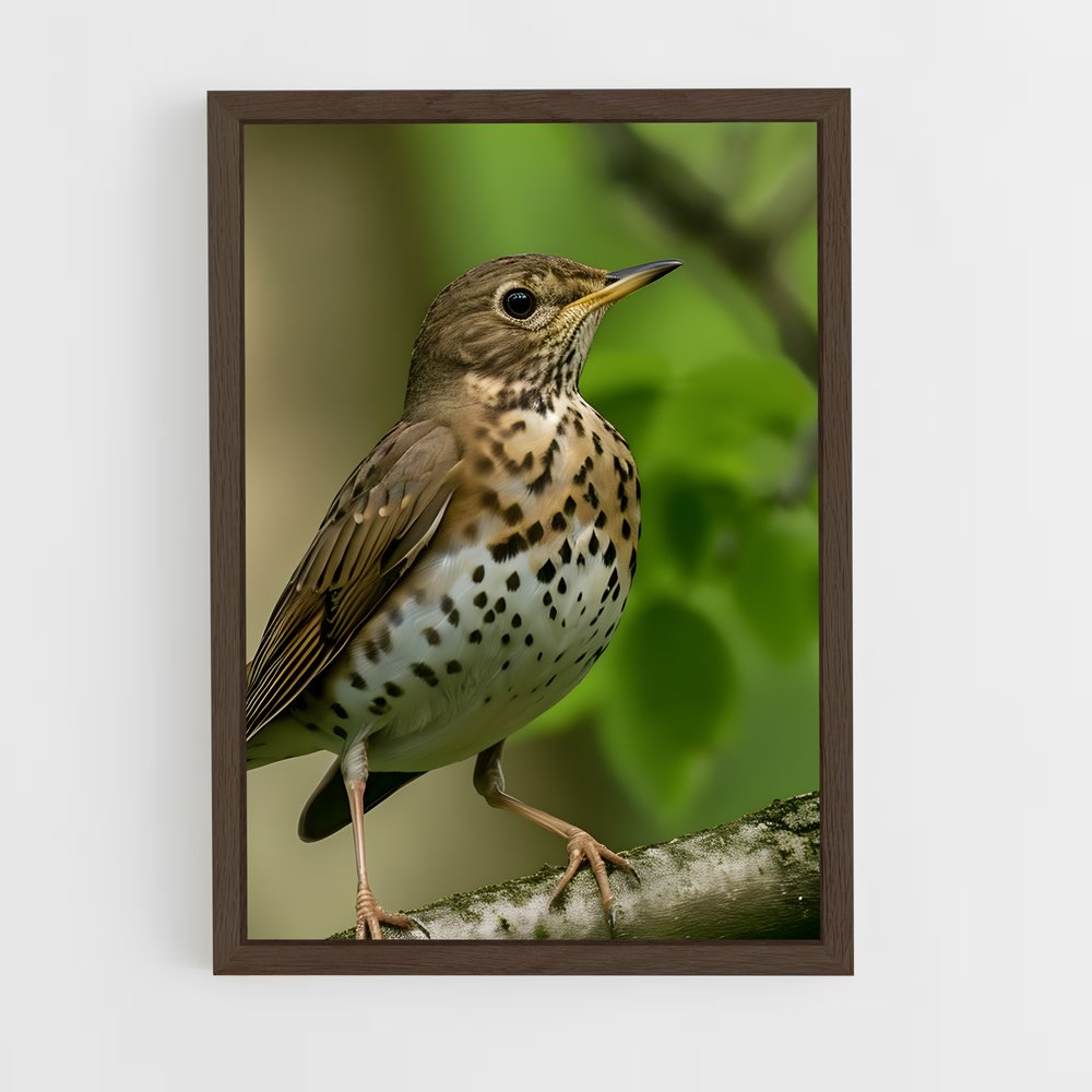 ap-thrush-1 cadre Bois foncé