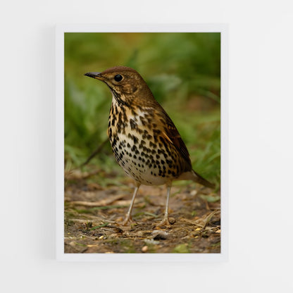 ap-thrush-2 cadre Blanc