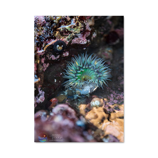 Poster Poisson de Marée