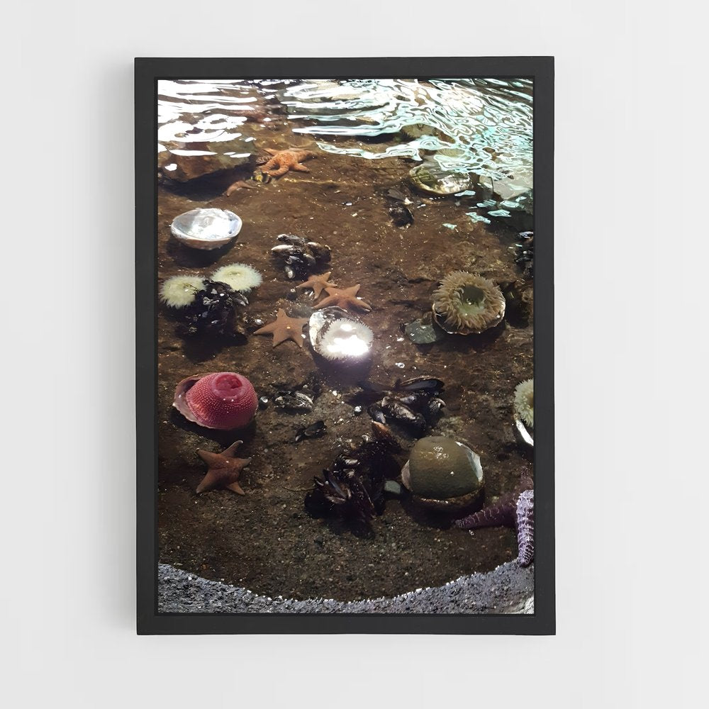 ap-tide pool-4 cadre Noir