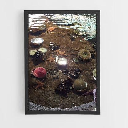 ap-tide pool-4 cadre Noir