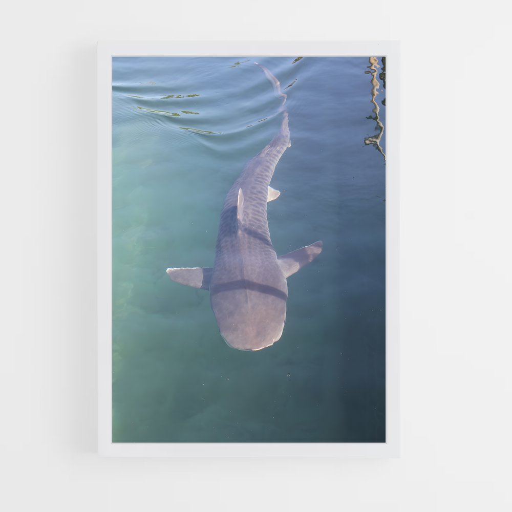 ap-tiger shark-2 cadre Blanc