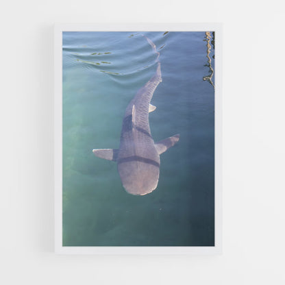 ap-tiger shark-2 cadre Blanc