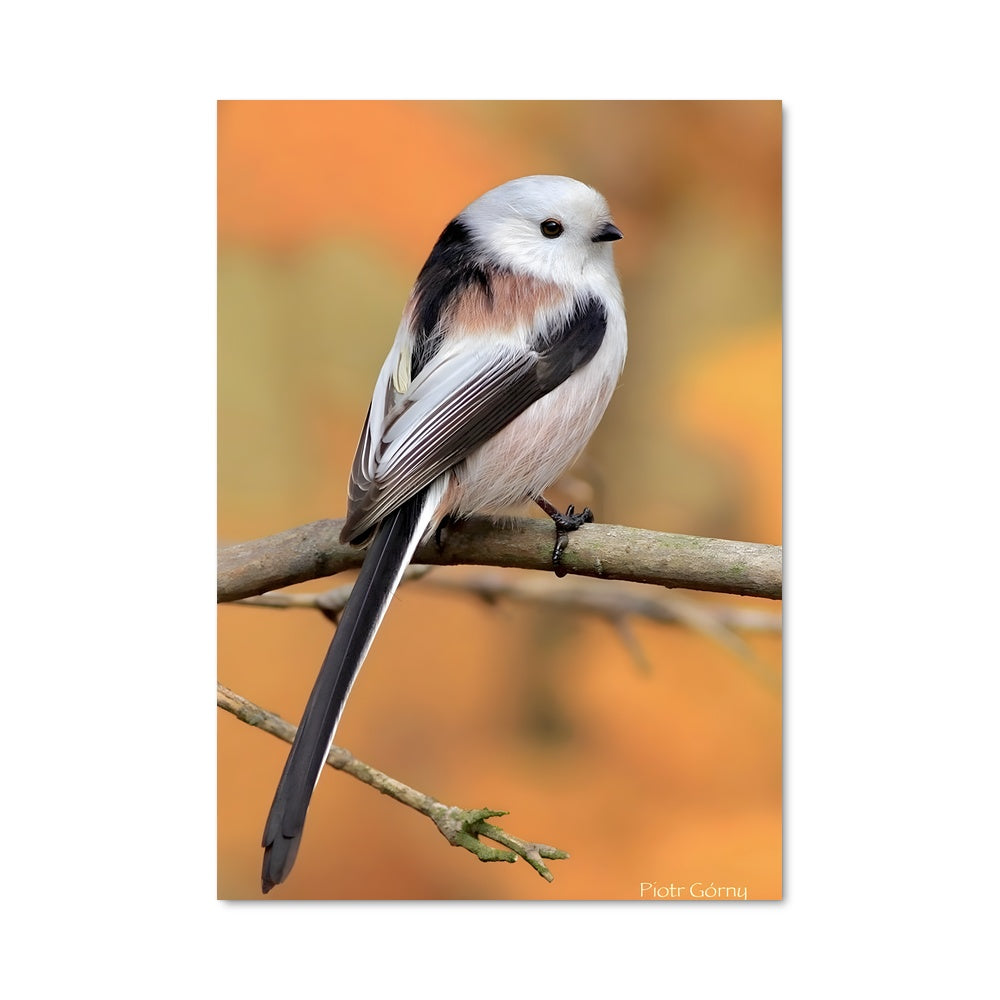 Poster Oiseau Écarlate