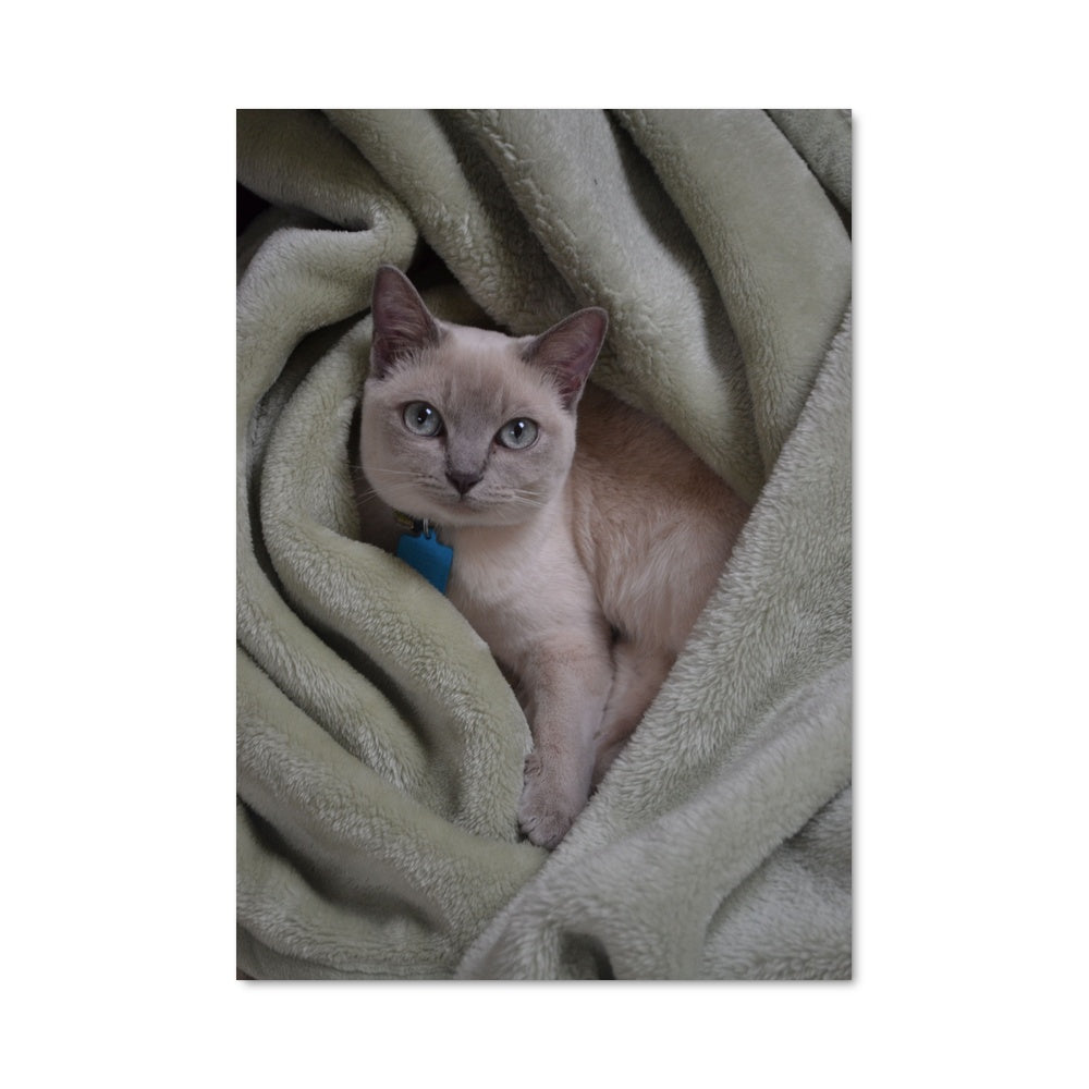 Poster Douceur Félins