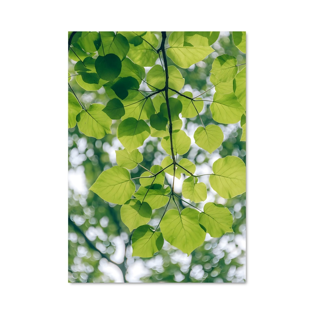 Poster Tree canopy 95010