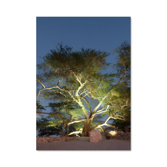 Poster L'Arbre Étoilé