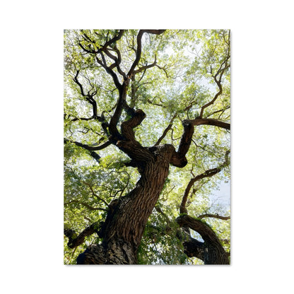 Poster Trees 96896