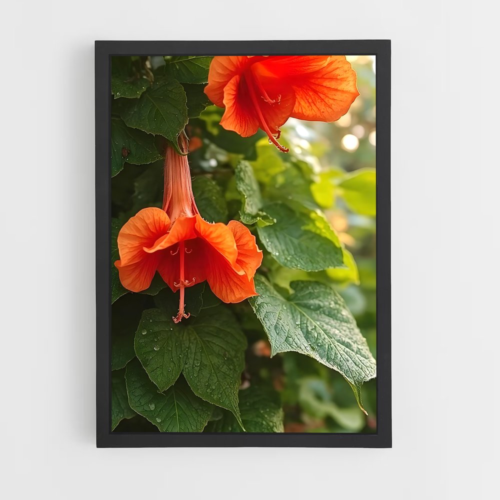ap-trumpet vine-7 cadre Noir