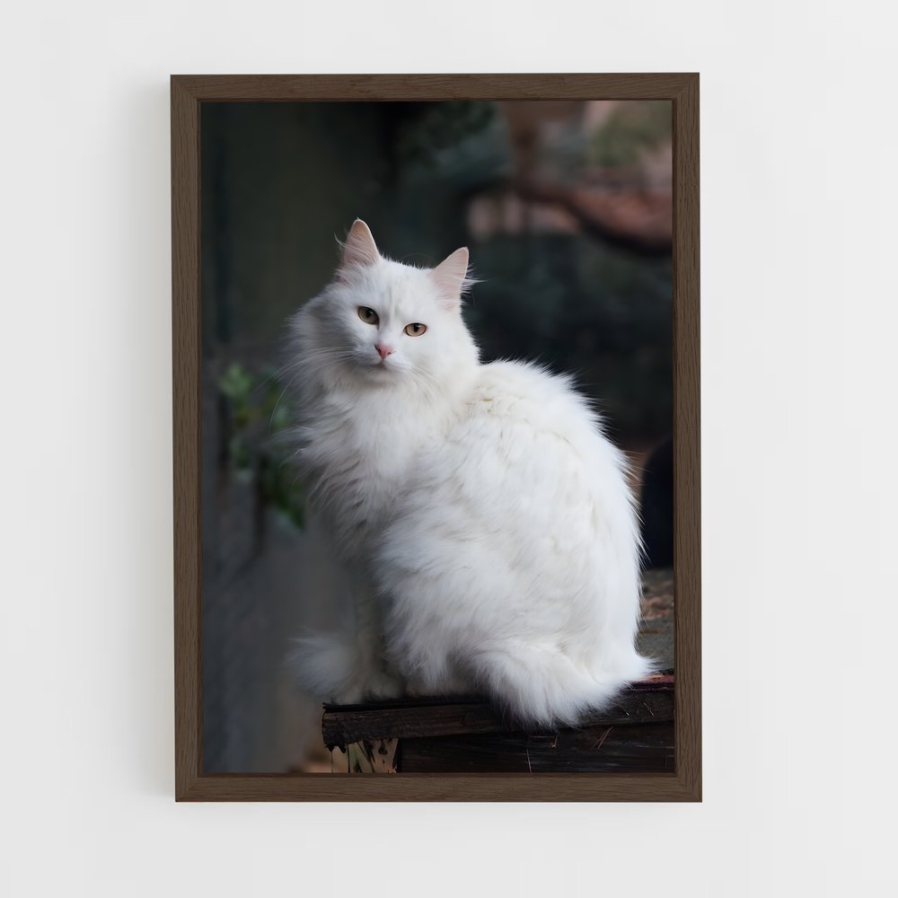 ap-turkish angora-1 cadre Bois foncé