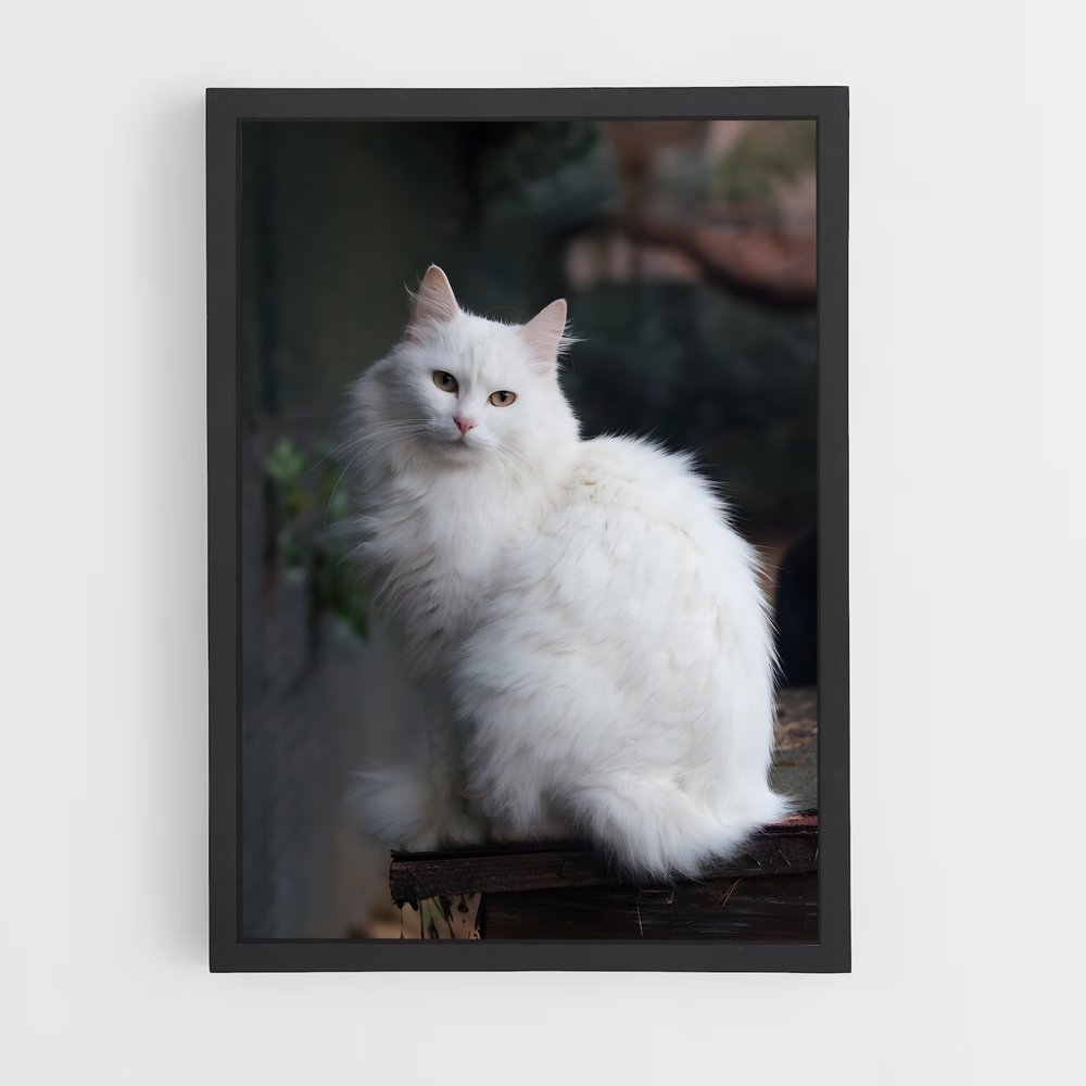 ap-turkish angora-1 cadre Noir