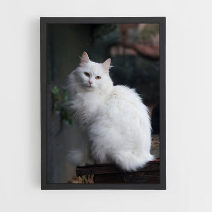 ap-turkish angora-1 cadre Noir
