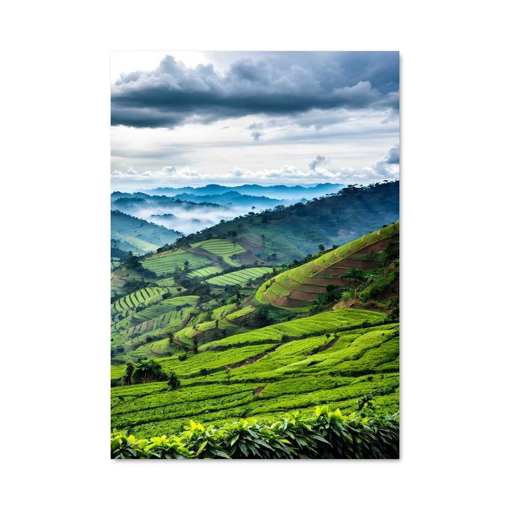 Poster Thé des Hautes Terres