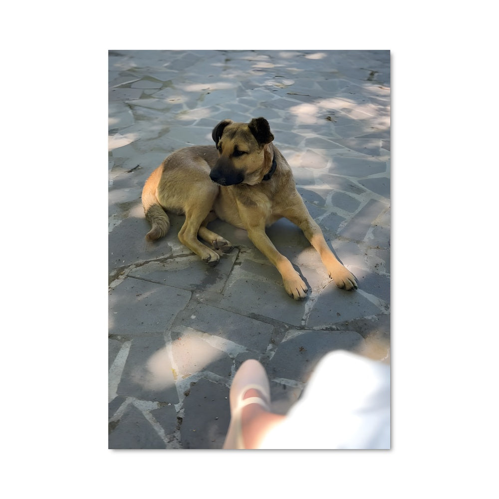 Poster Chien Rêveur