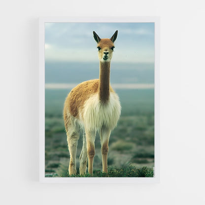ap-vicuna-1 cadre Blanc