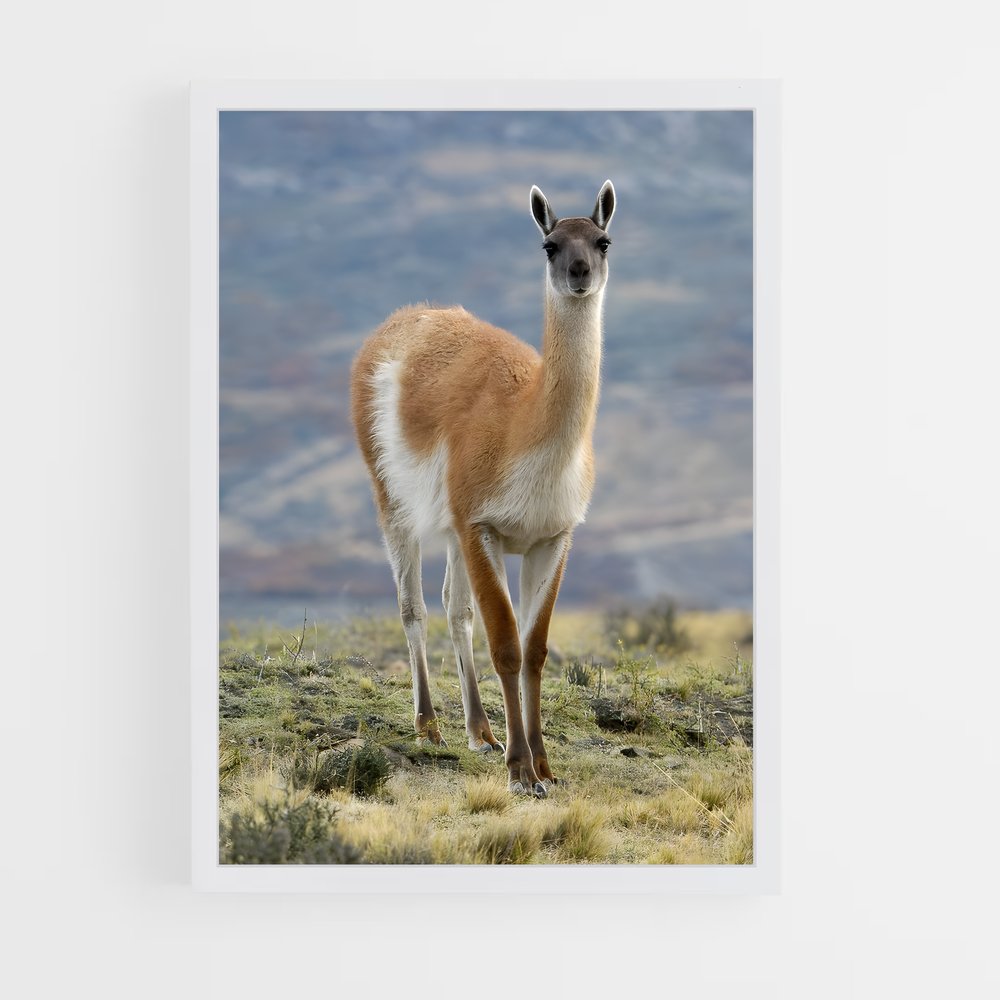 ap-vicuna-3 cadre Blanc