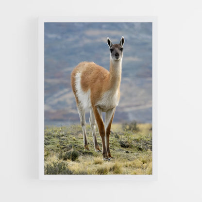 ap-vicuna-3 cadre Blanc