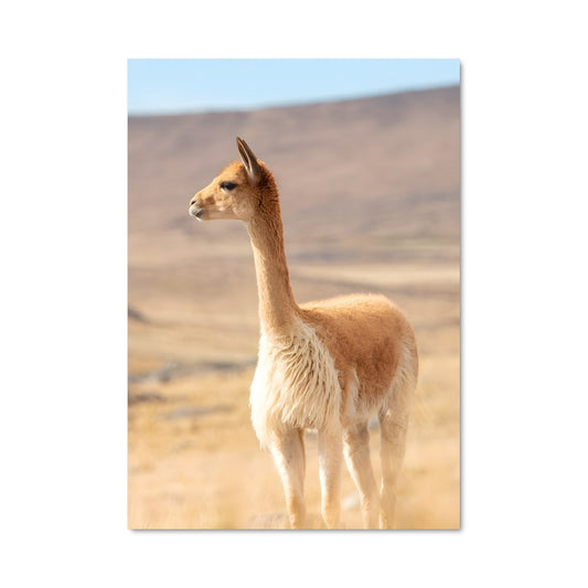 Poster Vicuna en Liberté
