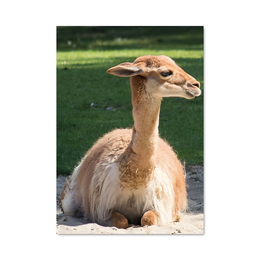 Poster Vicuna en Paix