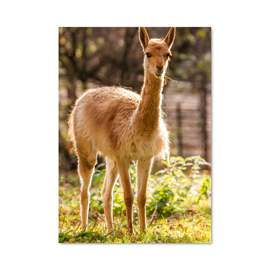 Poster Vicuna 84524