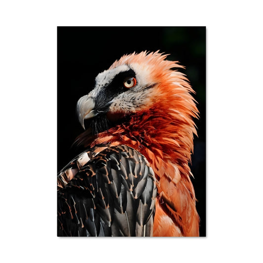 Poster Oiseau Nocturne