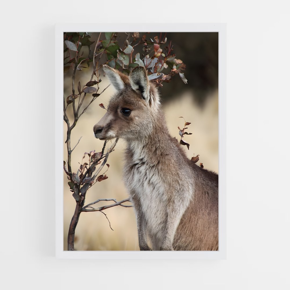 ap-wallaby-4 cadre Blanc
