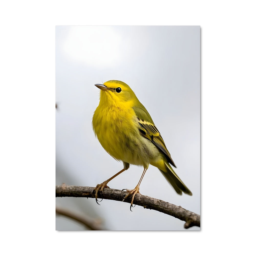 Poster Chanteur de Brindille