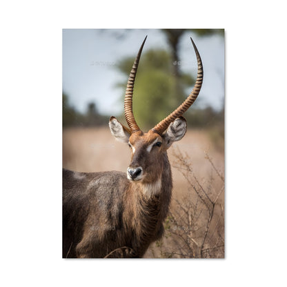 Poster Kudu Sauvage