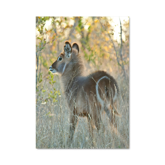Poster Le Faon Éveillé