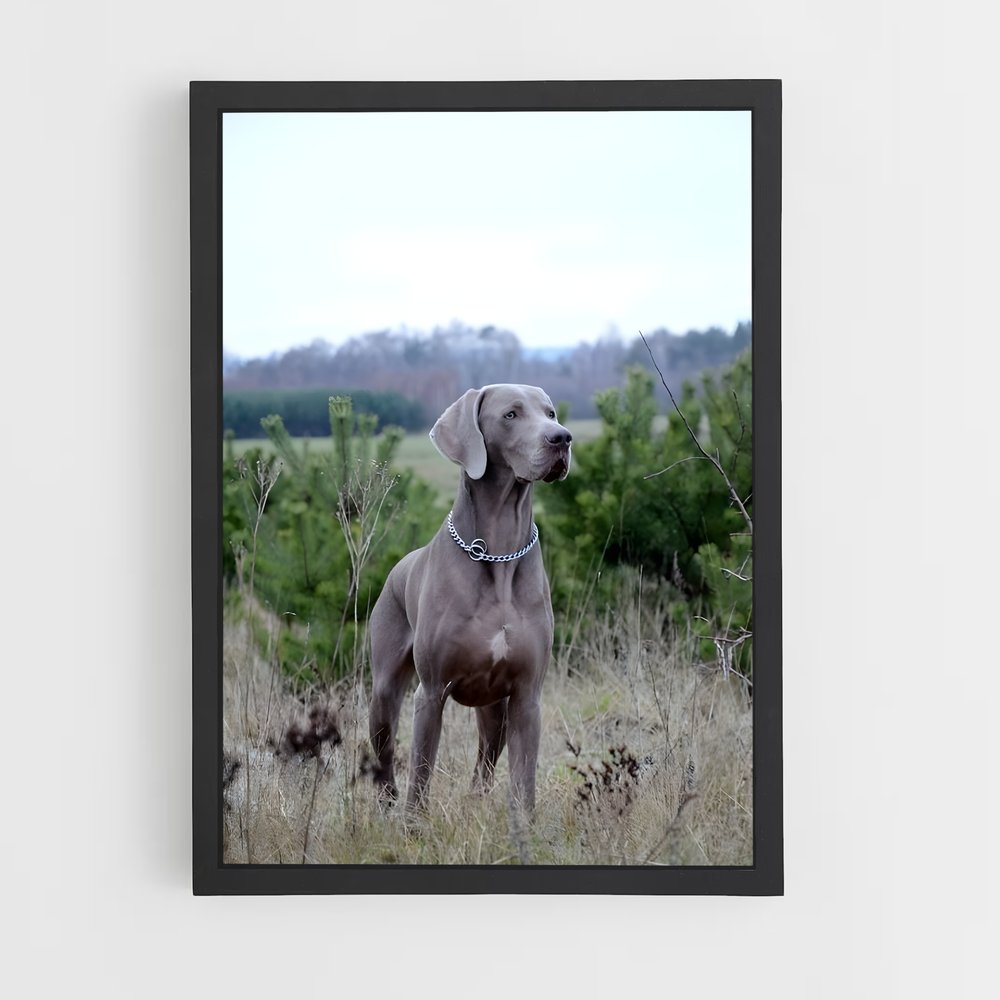 ap-weimaraner-2 cadre Noir