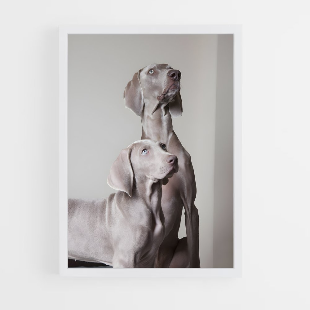 ap-weimaraner-3 cadre Blanc