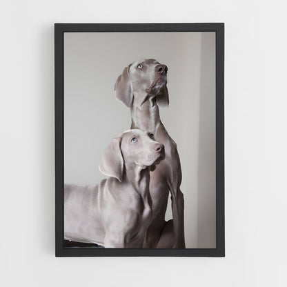ap-weimaraner-3 cadre Noir