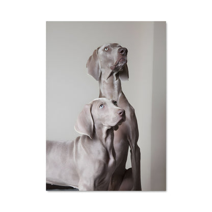 Poster Regards Canins