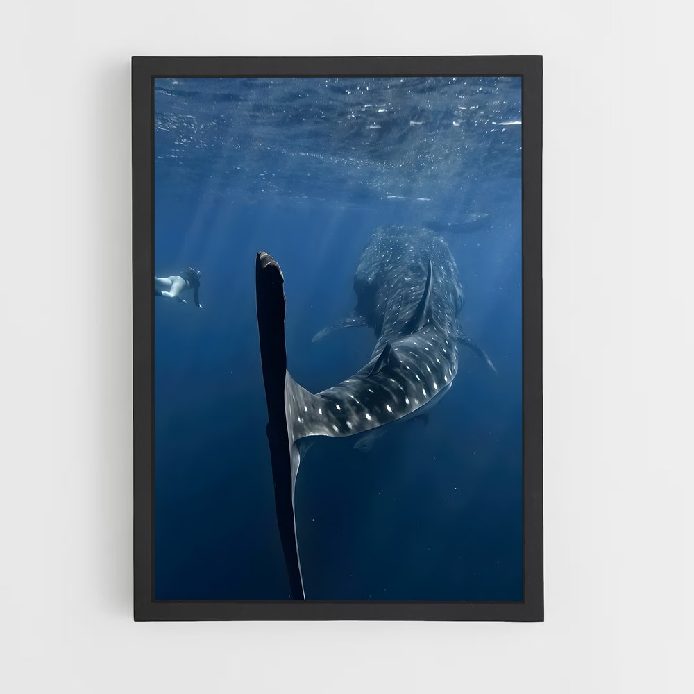 ap-whale shark-7 cadre Noir