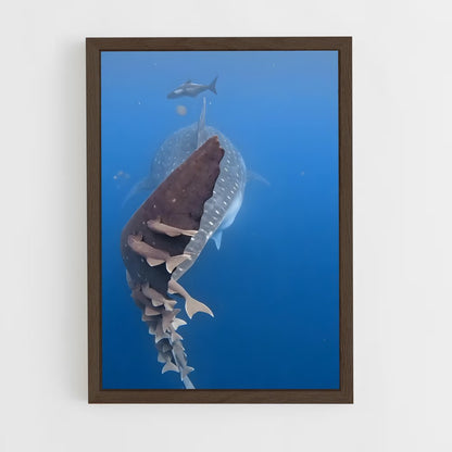 ap-whale shark-9 cadre Bois foncé
