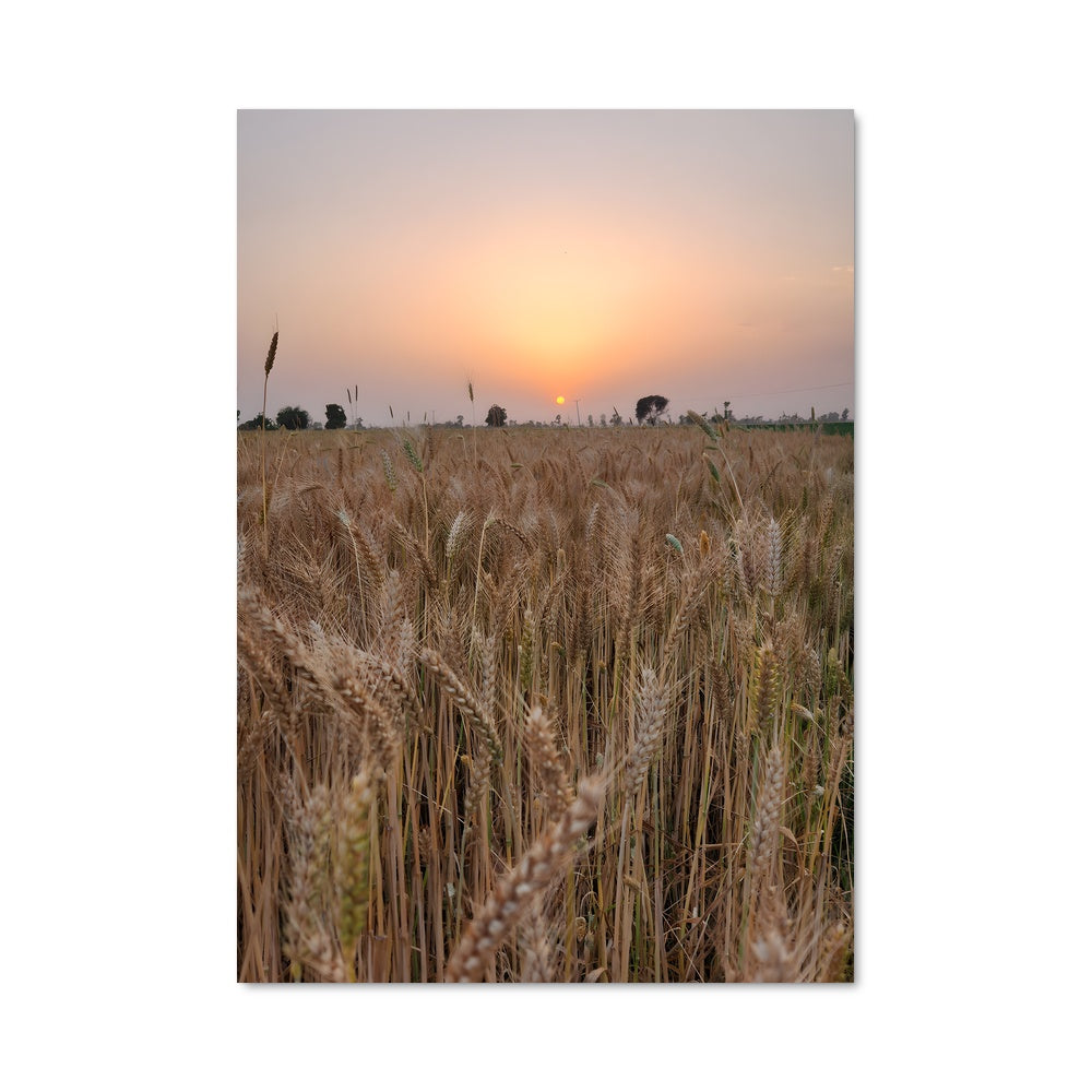 Poster Wheat 96387