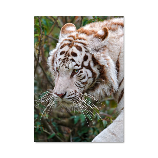 Poster Tigre Blanc Mystique