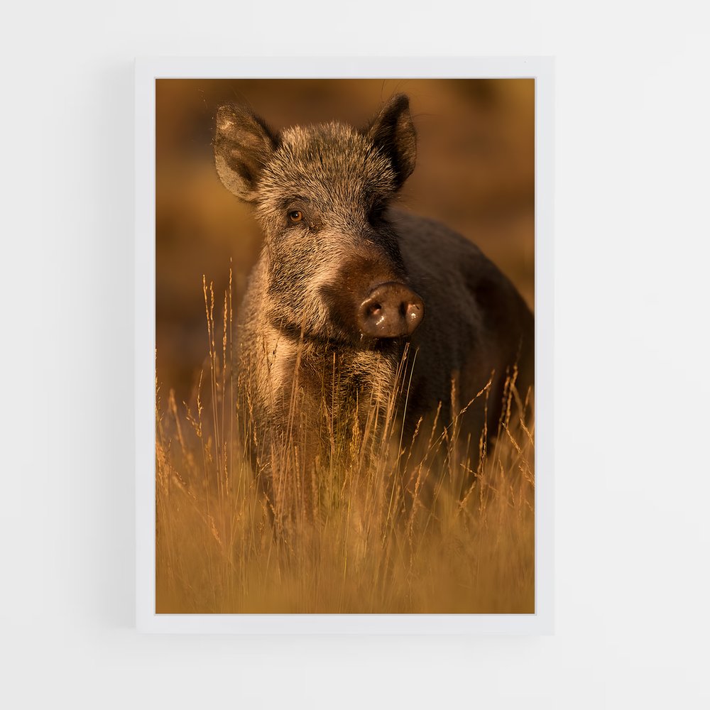 ap-wild boar-2 cadre Blanc