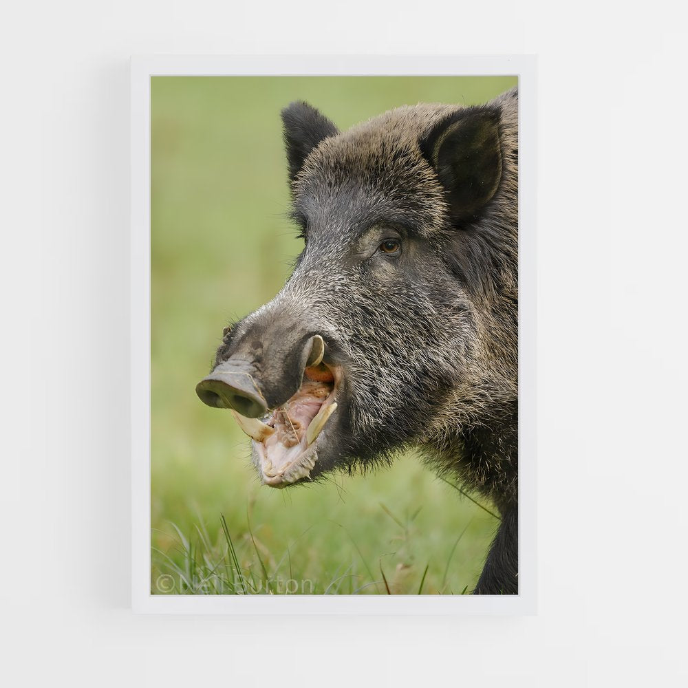 ap-wild boar-5 cadre Blanc